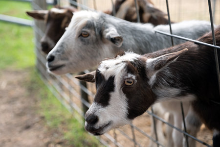 Three domestic goats behind the fence waiting for foodの写真素材
