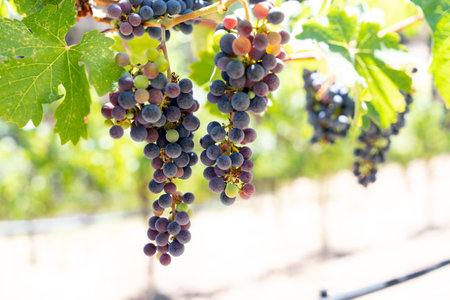 Bunches of ripe red wine grapes on vine, back light