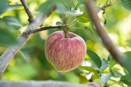 Ripe red apples on a branch of an apple tree close-up