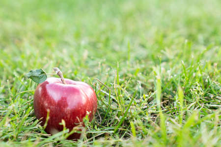 Red ripe apple on the ground in an orchard garden as autumn or fall harvest background