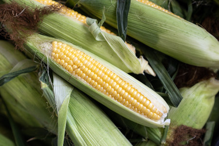 Ears of freshly harvested yellow sweet corn at local farmer market