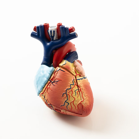 Detailed model of the human heart on white background