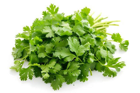 Fresh cilantro coriander isolated on white backgroundの素材