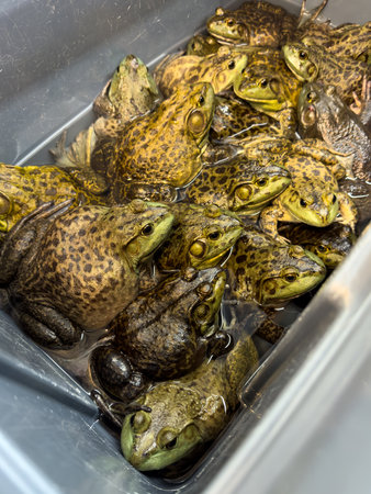 Living frogs also called field chicken or East Asian bullfrogs in plastic container for sale, these live frogs are used to cook frog legs recipe typically served in Chinese restaurant.の写真素材