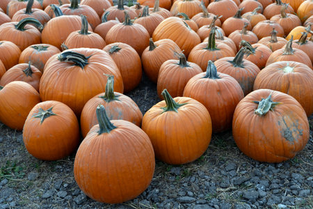 Large and big orange pumpkins on the ground at a farm for sale during harvest season in Octoberの写真素材