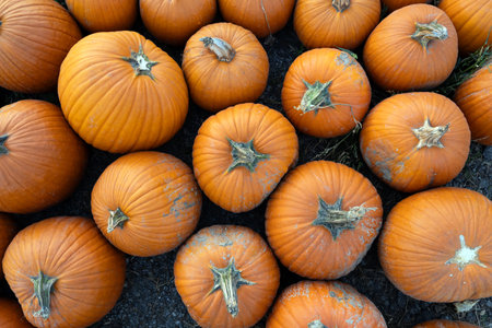 Top down view of large and big orange pumpkins on the ground at a farm for sale during harvest season in Octoberの写真素材