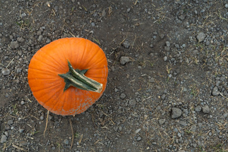 One single large orange pumpkins on the ground at a farm, with copy space for text, top down viewの写真素材