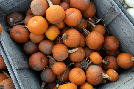 Many orange pumpkins in wooden container at a farm for sale during harvest season in Octoberの写真素材