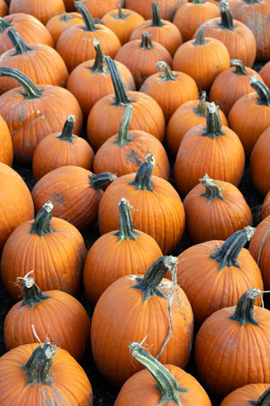 Large and big orange pumpkins on the ground at a farm for sale during harvest season in Octoberの写真素材