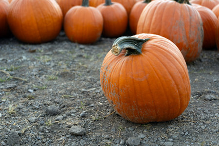 Large and big orange pumpkins on the ground at a farm for sale during harvest season in Octoberの写真素材