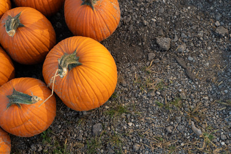 Large and big orange pumpkins on the ground at a farm for sale during harvest season in October