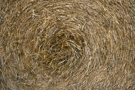 Texture background of dry straw hay in the field, center of hayの写真素材