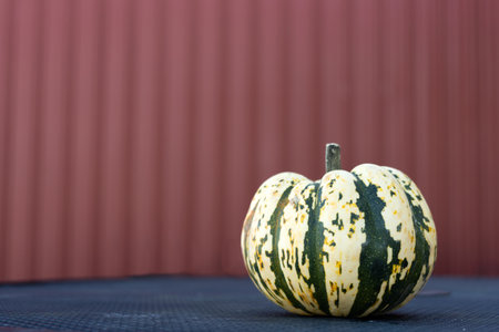 A small, uniquely striped gourd placed on a dark, textured surface against a muted red wall background, adding to the autumnal atmosphere of the scene.の写真素材