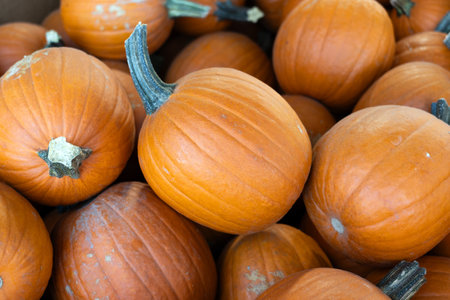 Top down view of orange pumpkins in container at a farm for sale during fall season in Octoberの写真素材