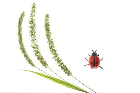 ear of green foxtailãandãa ladybird beetleの写真素材