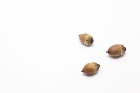 I took a picture of acorns to represent the atmosphere of the autumn.の写真素材