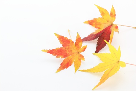 autumn with maple leaves 
