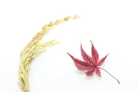 autumn with rice and maple の写真素材