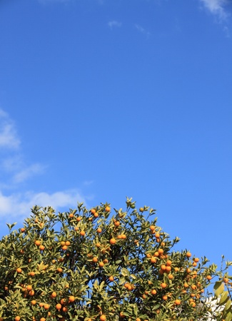beautiful kumquat tree の写真素材