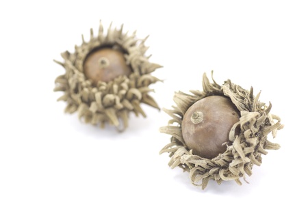 oak acorn picked up in the mountains in the autumn 