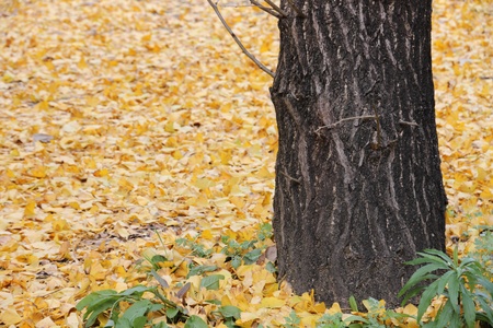beautiful fallen leaves around the ginkgo tree.の写真素材