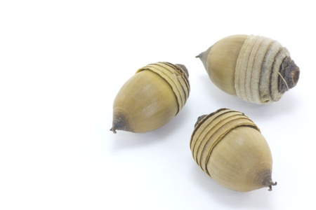 This is the acorns of the oak  の写真素材