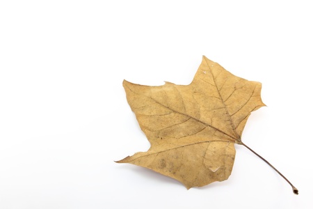 This is a sycamore leaf defoliate in the fall.の写真素材