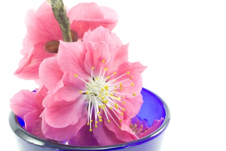 This is a picture of plum flowers is typical of the spring flower of Japan の写真素材