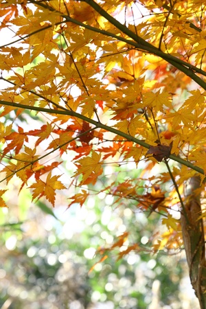 This is a picture of maple colored yellow in the fall の写真素材