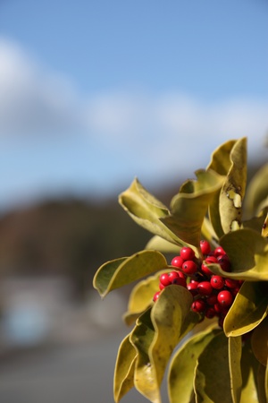 This is the blue sky and the fruit of Round Leaf Holly の写真素材