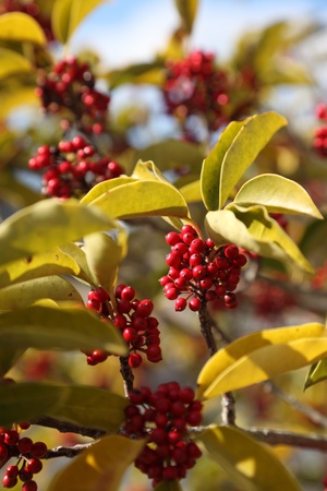 This is the blue sky and the fruit of Round Leaf Holly.の写真素材