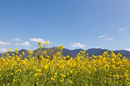 This is a picture of rape blossoms blooming in a field of spring.