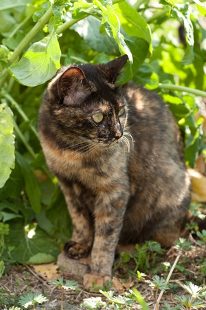 This is a portrait of a kitten the wild cat.の写真素材