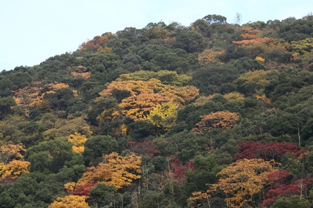 This is a picture of the forest of autumn colored trees autumn leaves and yellow leaves.の写真素材