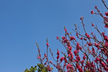 This is a picture of plum flowers is typical of the spring flower of Japan.の写真素材