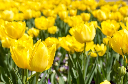 This is a picture of yellow tulips were blooming in the flower bed の写真素材