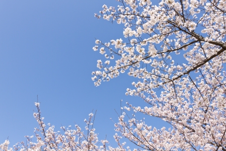 cherry blossoms blooming in the park の写真素材