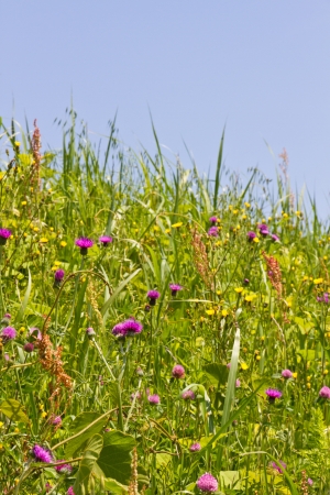 thistle and wild chrysanthemum flower meadows の写真素材