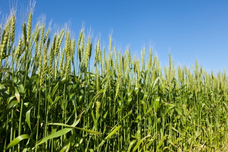 This is a picture of wheat fields in early summer I have taken in May の写真素材
