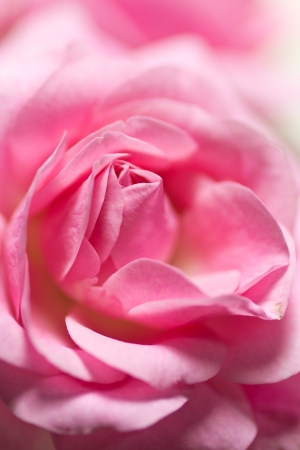 This is a close-up of pink rose I took の写真素材