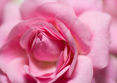 This is a close-up of pink rose I took の写真素材