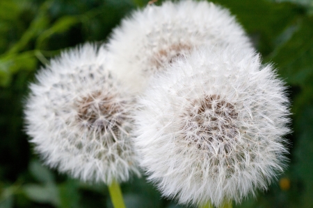 This is a picture of dandelion fluff I was taken in April の写真素材