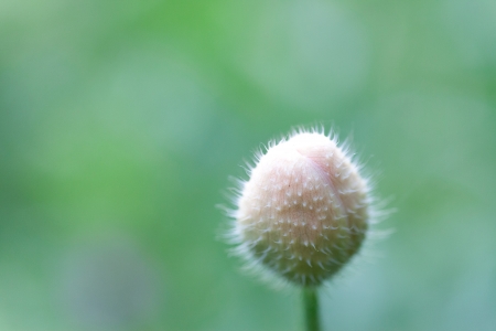 This is a picture of the bud of a poppy I was taken in April の写真素材