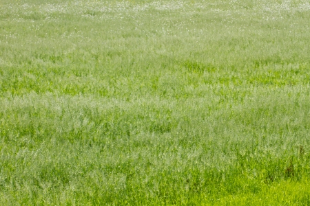 This is a picture of a grassy plain of early summer I have taken の写真素材