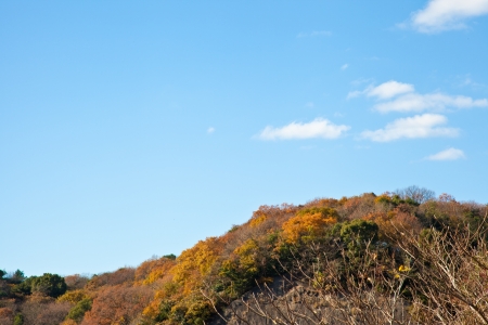 This is a picture of the forest was taken in late autumn of last year.の写真素材