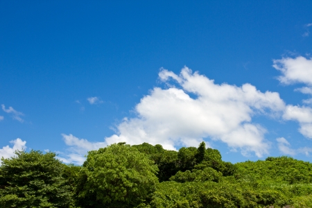 This is a picture of the forest and the sky in the summer I was taken in July.の写真素材