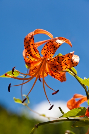 This is a picture of Tiger Lily I was taken in August.の写真素材