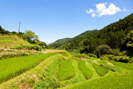 This is a photo of the rice terraces in the mountains that I have taken in July.の写真素材