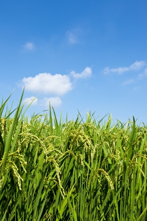 an ear of riceの写真素材