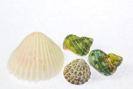 This is a photo of a colorful shells の写真素材